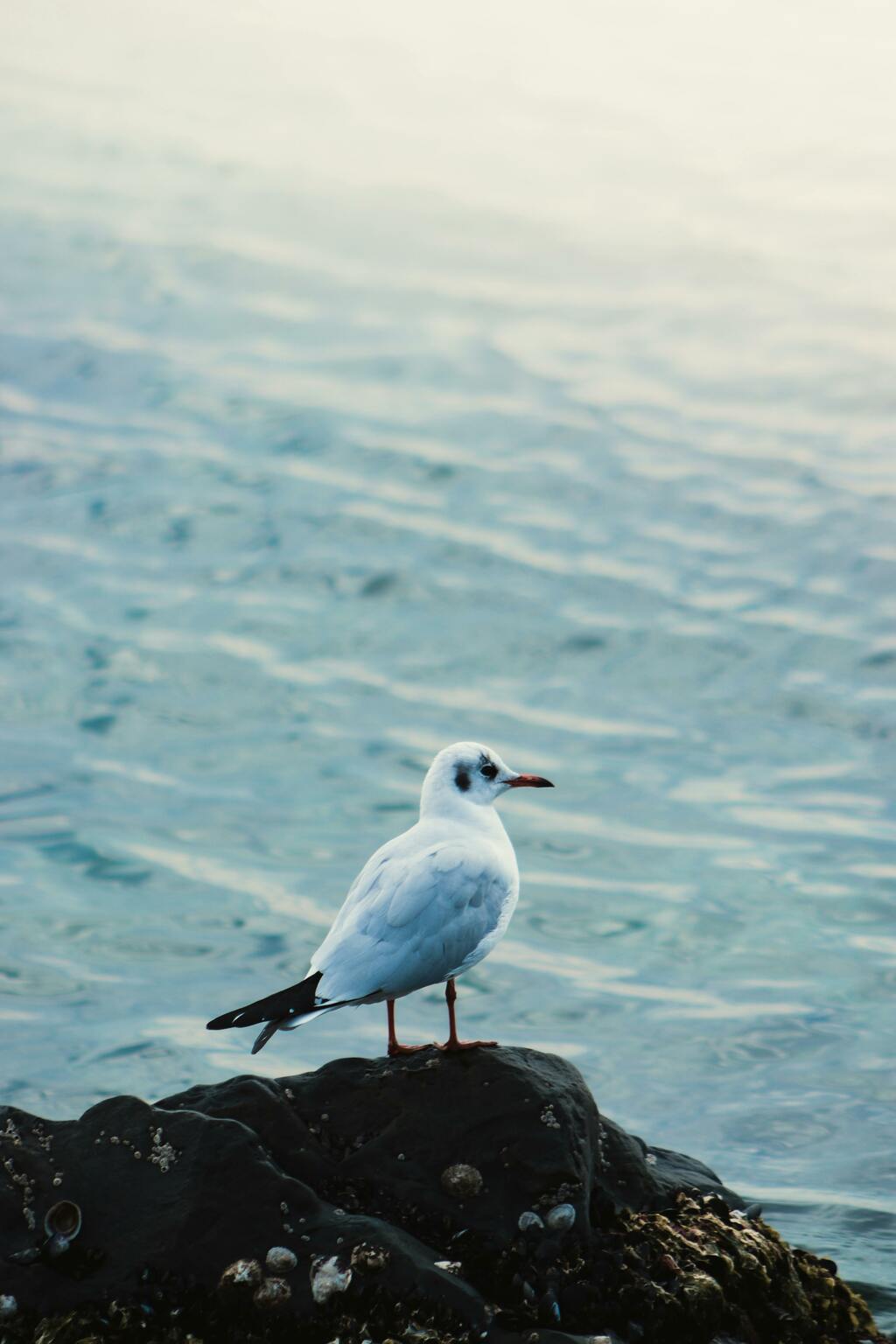 seabird on a rock