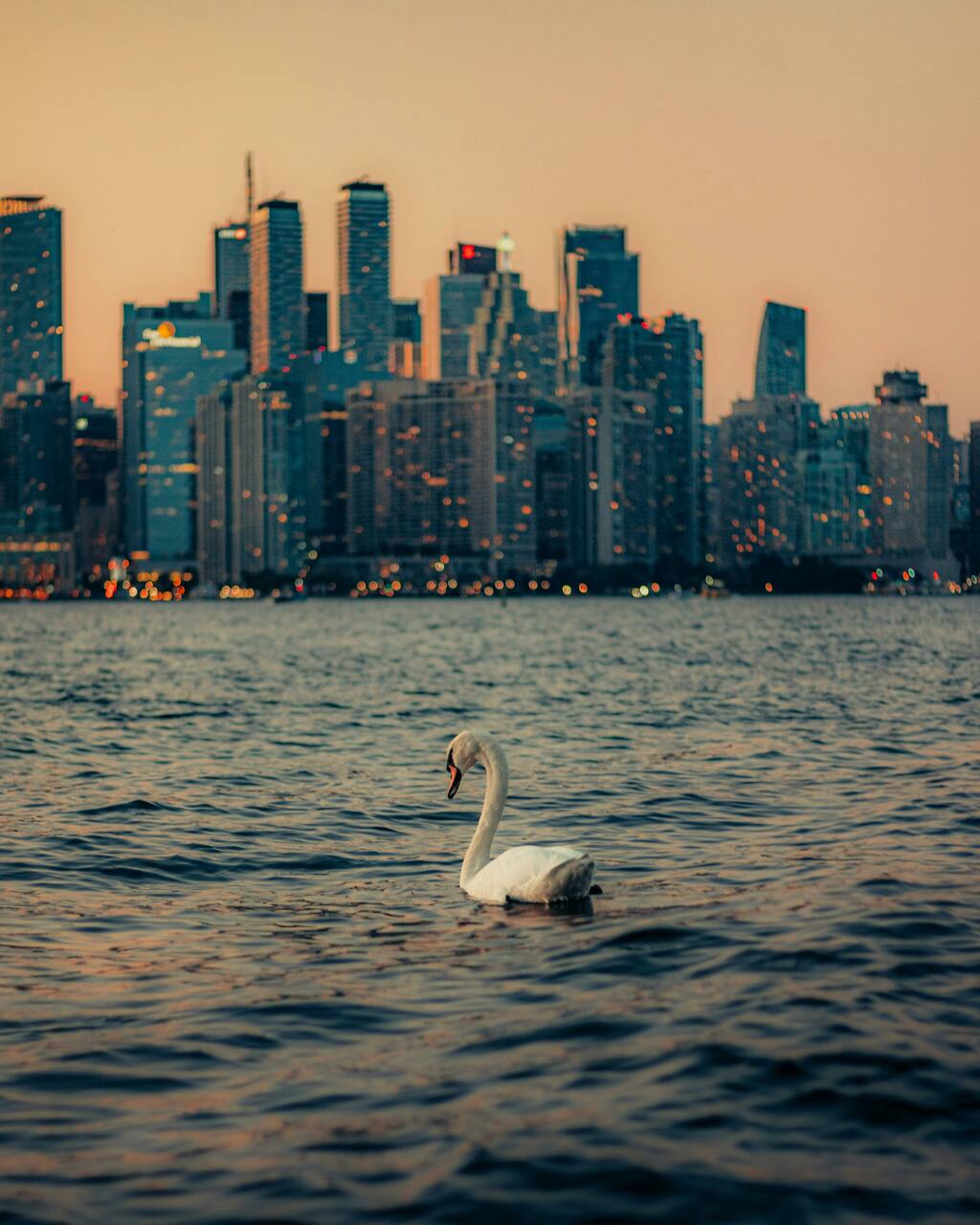 swan on Lake Ontario